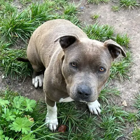 Nala