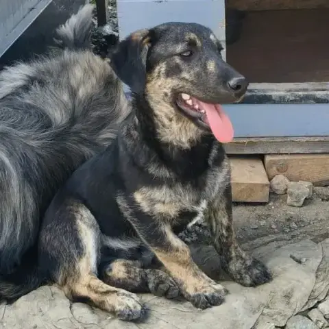 Gimli