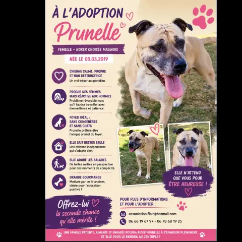 Prunelle