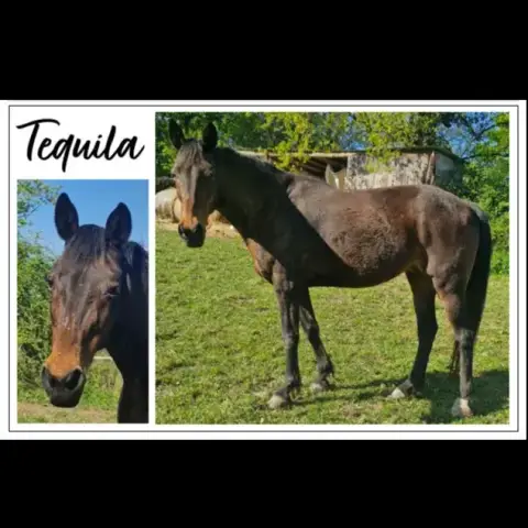 Tequila