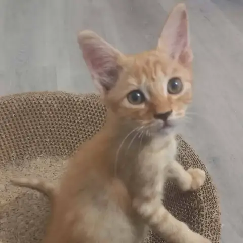 Simba