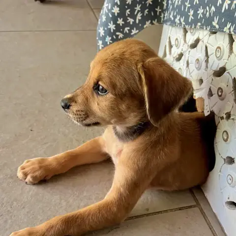 Loki