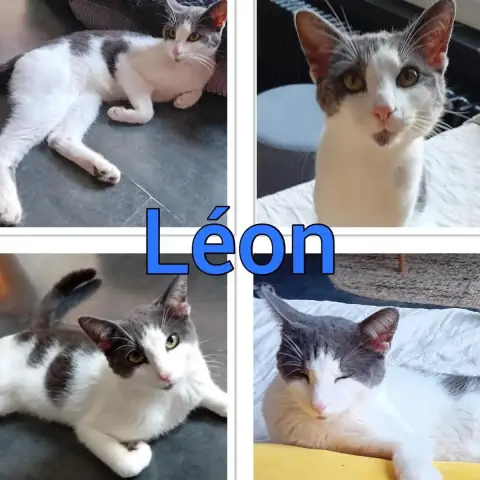 Léon
