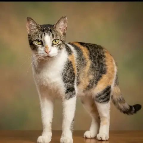 Mitsuko