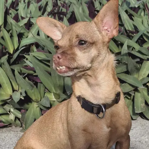 Coco photo 3