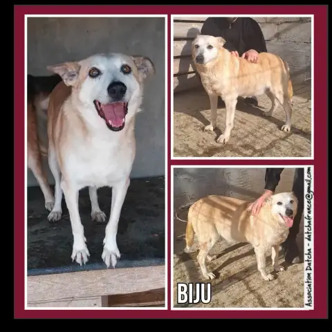 Biju