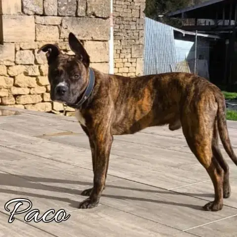 Paco