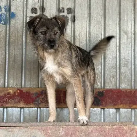Mogli photo 2