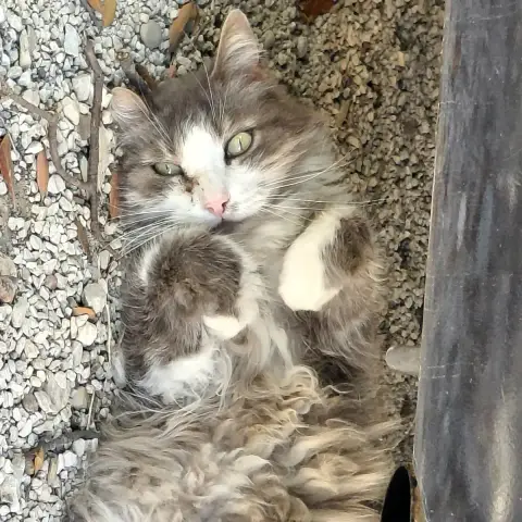 Raoul