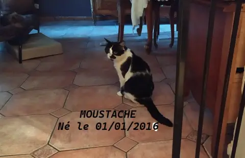 Moustache photo 3