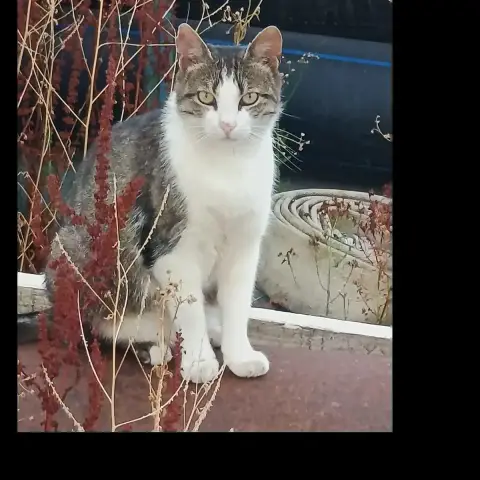 Petitou