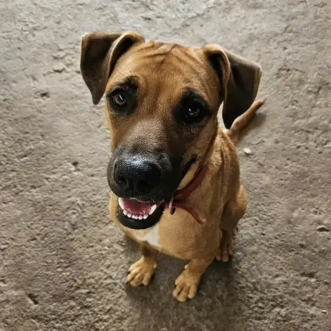 Pholio