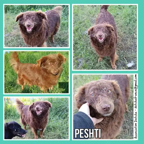 Peshti