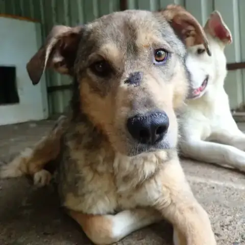 Guss