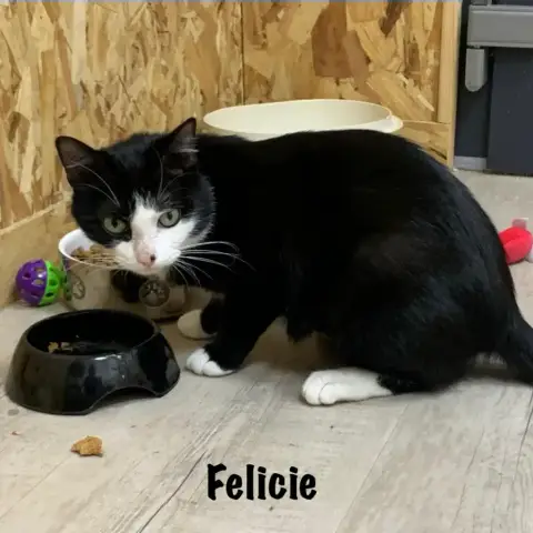 Felicie