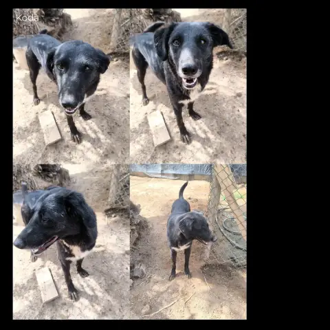 Koda