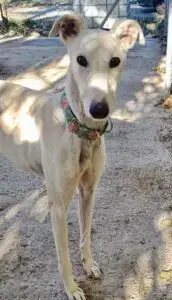 Estrella