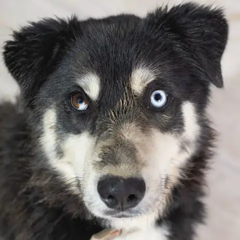 Bandit
