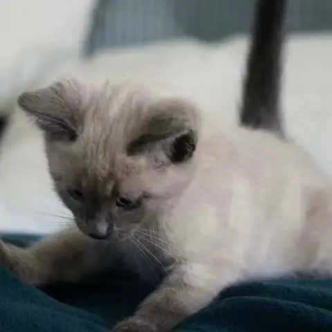 Noisette photo 3