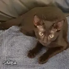 Simba photo 3