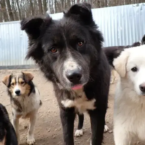 Felix photo 3