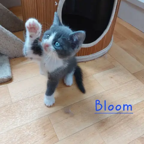 Bloom