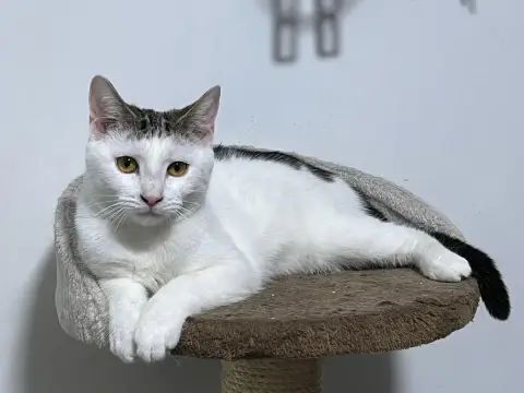 Baloo & Clover photo 2