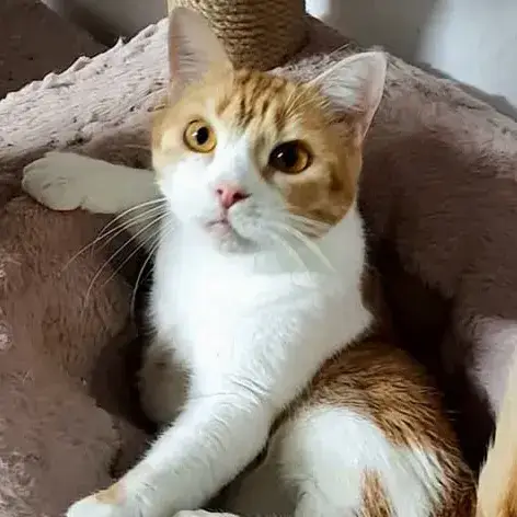 ✨️ Machu ✨️ 🐱 photo 2