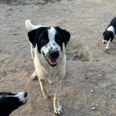 Apollo