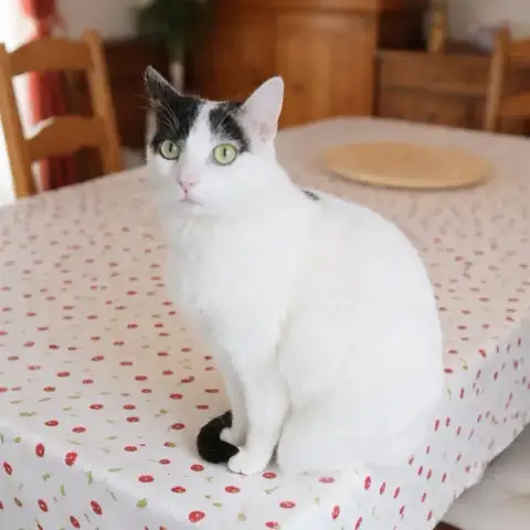 Mia