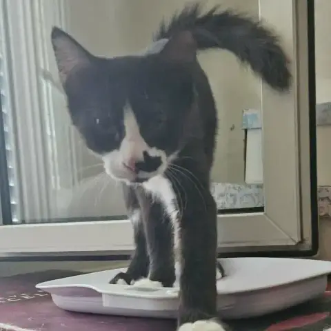 Socquette  Chatonne Noire Et Blanche