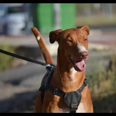 Coco photo 2