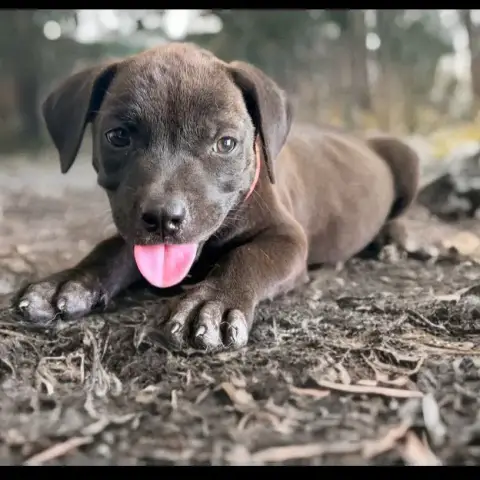 Kira