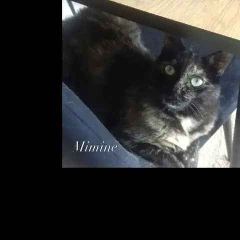 Mimine