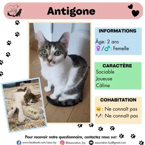Antigone