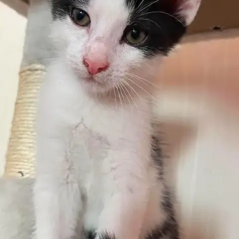 Bilbo