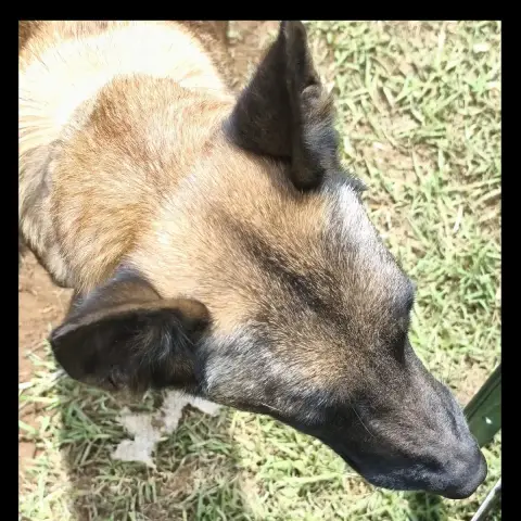 Lassie photo 3