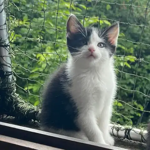 Figaro photo 3