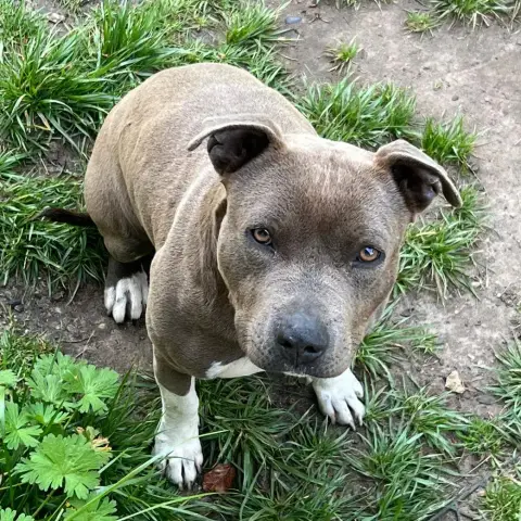 Nala