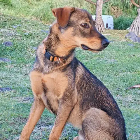 Falco photo 3