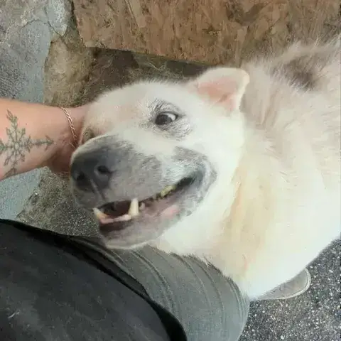 Shark