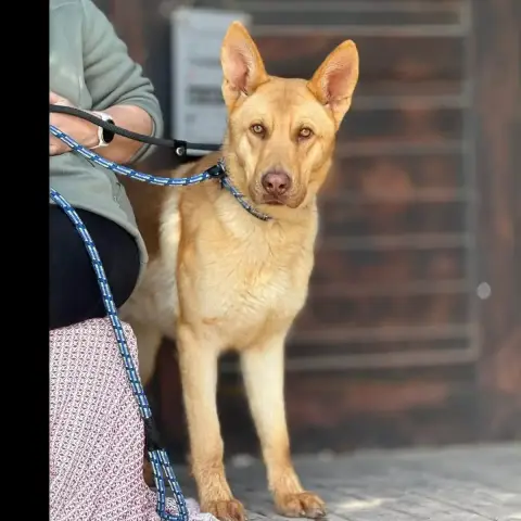 Roky