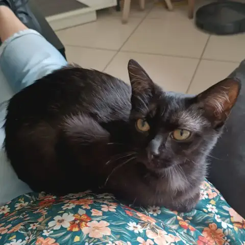 Pussy photo 3