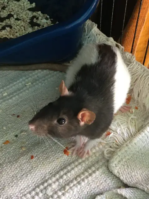 Lio