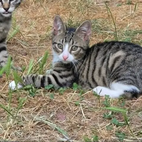 Mistigri