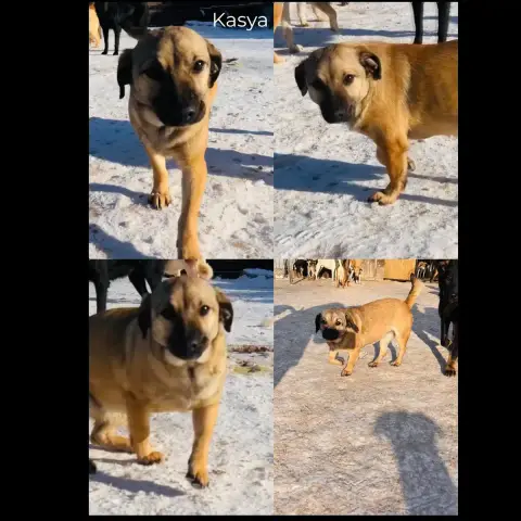 Kasya