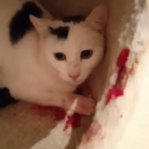 Aiko