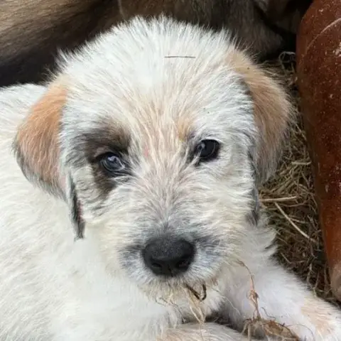 Alfie