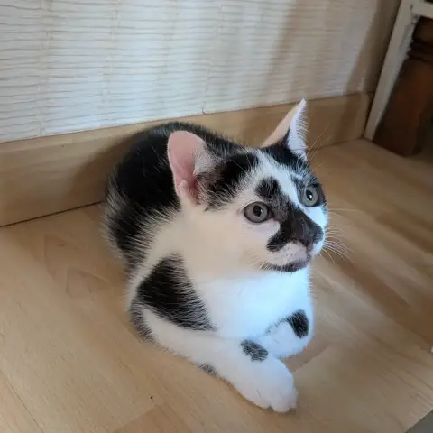Bonbon
