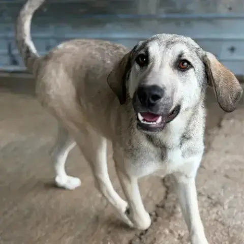 Ari